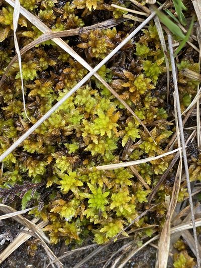 Sphagnum inundatum, photographed by James Clow