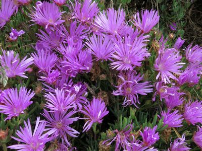 Lampranthus spectabilis, photographed by John Barkla