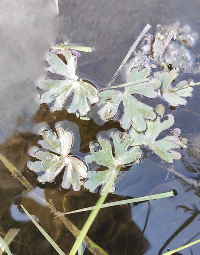 Ranunculus radicans, photographed by Юлия