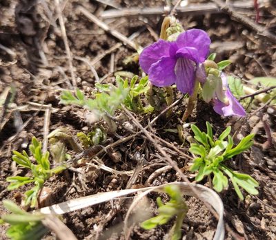 Viola dissecta, photographed by Юлия