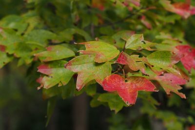 Acer buergerianum, photographed by harum.koh