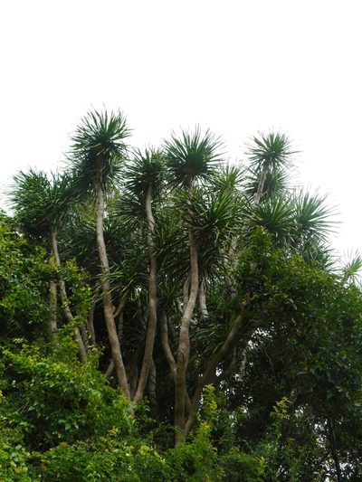 Dracaena cambodiana, photographed by Eugene Popov