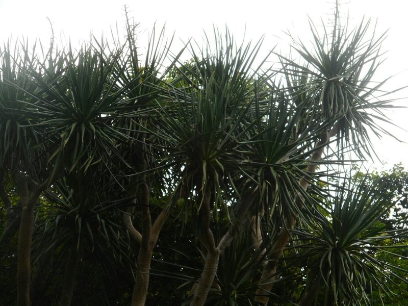 Dracaena cambodiana, photographed by Eugene Popov