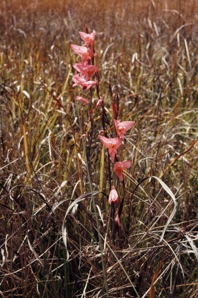 Gladiolus melleri, photographed by i_c_riddell