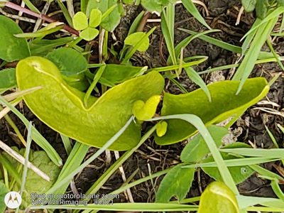 Ophioglossum vulgatum, photographed by Nigel Bentley