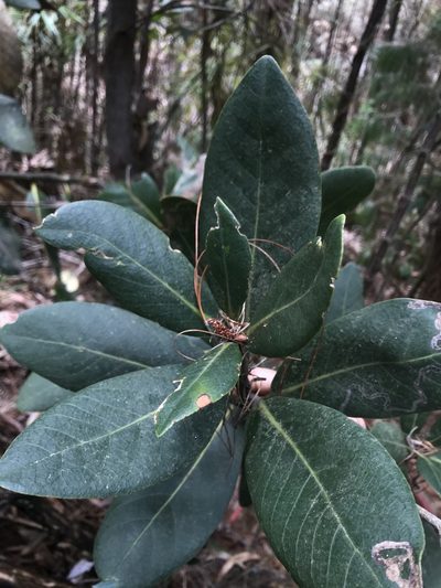 Persea mutisii, photographed by Nicolás Baresch Uribe