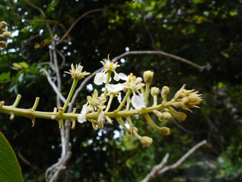 Hiptage stellulifera, photographed by Eugene Popov