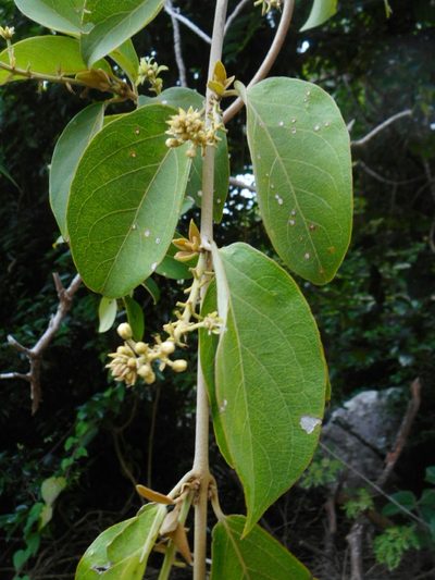 Hiptage stellulifera, photographed by Eugene Popov