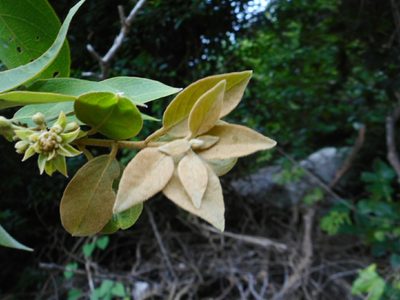 Hiptage stellulifera, photographed by Eugene Popov