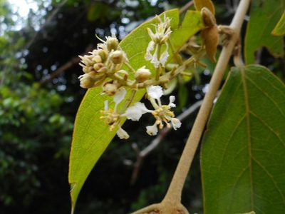 Hiptage stellulifera, photographed by Eugene Popov