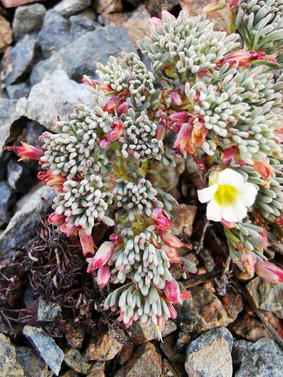 Oxalis caesia, photographed by Aira Francisca Faúndez Fallau