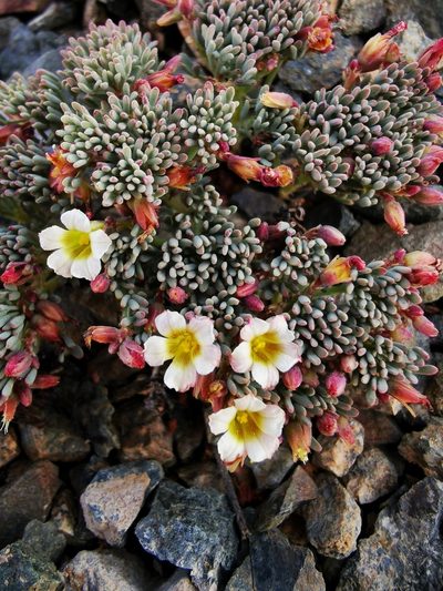 Oxalis caesia, photographed by Aira Francisca Faúndez Fallau