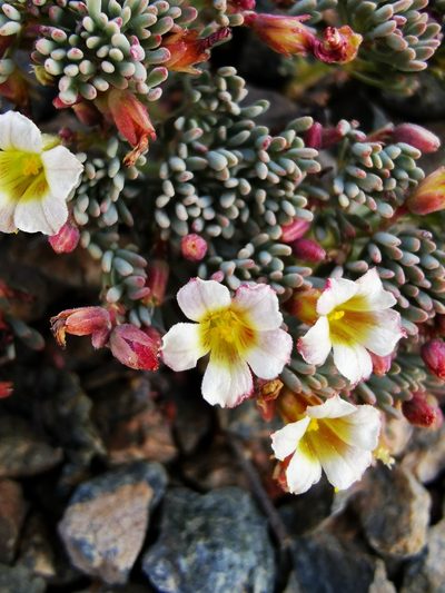 Oxalis caesia, photographed by Aira Francisca Faúndez Fallau