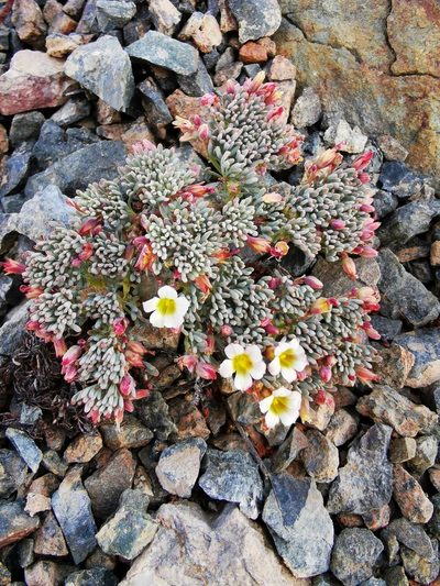 Oxalis caesia, photographed by Aira Francisca Faúndez Fallau