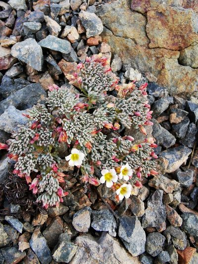 Oxalis caesia, photographed by Aira Francisca Faúndez Fallau