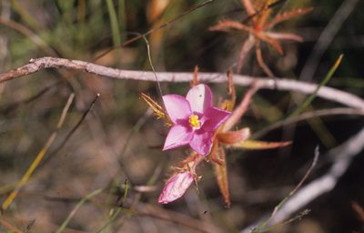 Roridula dentata, photographed by Tom Lloyd Evans