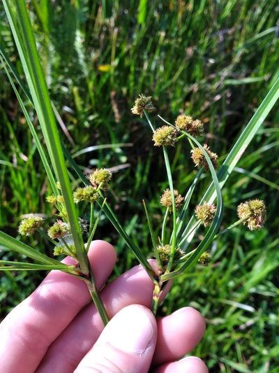 Cyperus blepharoleptos, photographed by Scott Ward