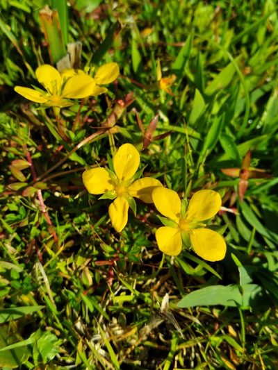 Ludwigia arcuata, photographed by Scott Ward