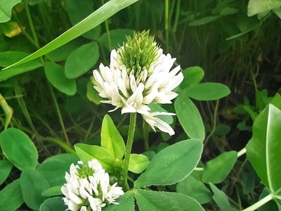 Trifolium ambiguum, photographed by Анна Кириченко