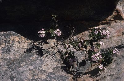 Teedia pubescens, photographed by Tom Lloyd Evans