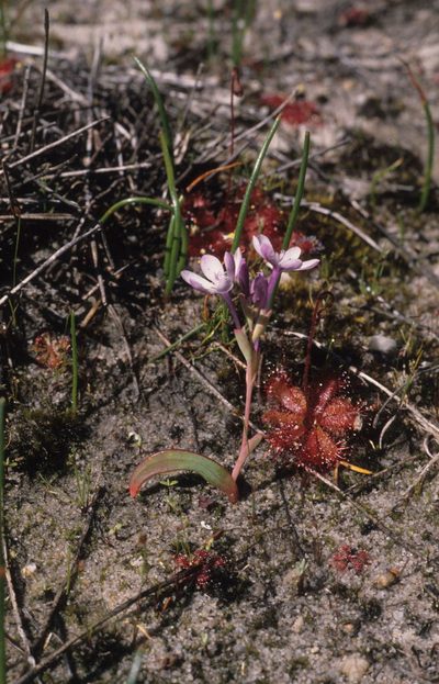 Codonorhiza falcata, photographed by Tom Lloyd Evans