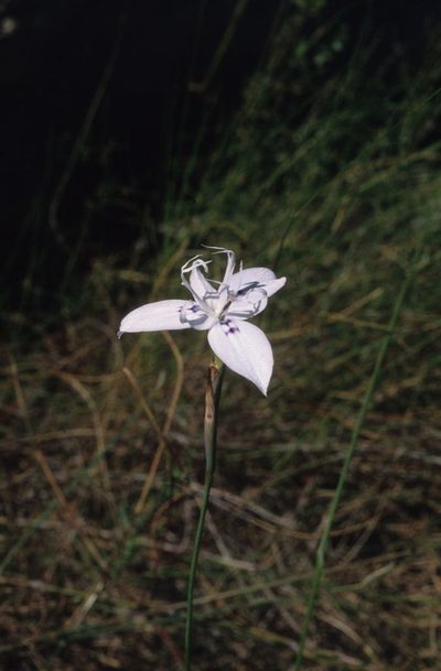 Moraea barkerae, photographed by Tom Lloyd Evans
