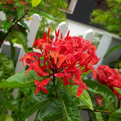 Ixora coccinea, photographed by C L Dheeraj