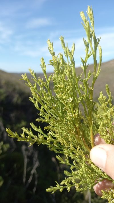 Thesium foliosum, photographed by kevin koen