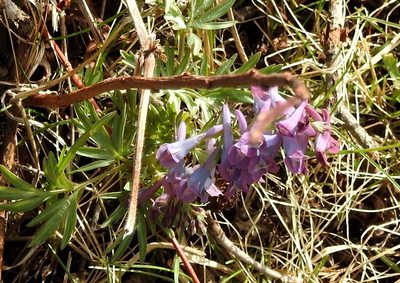 Corydalis turtschaninovii, photographed by Анна Васильченко