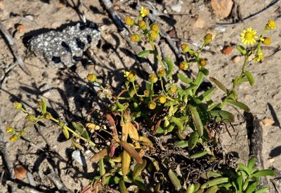 Senecio litorosus, photographed by Dave Brown