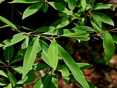 Litsea cubeba, photographed by Jacy Chen