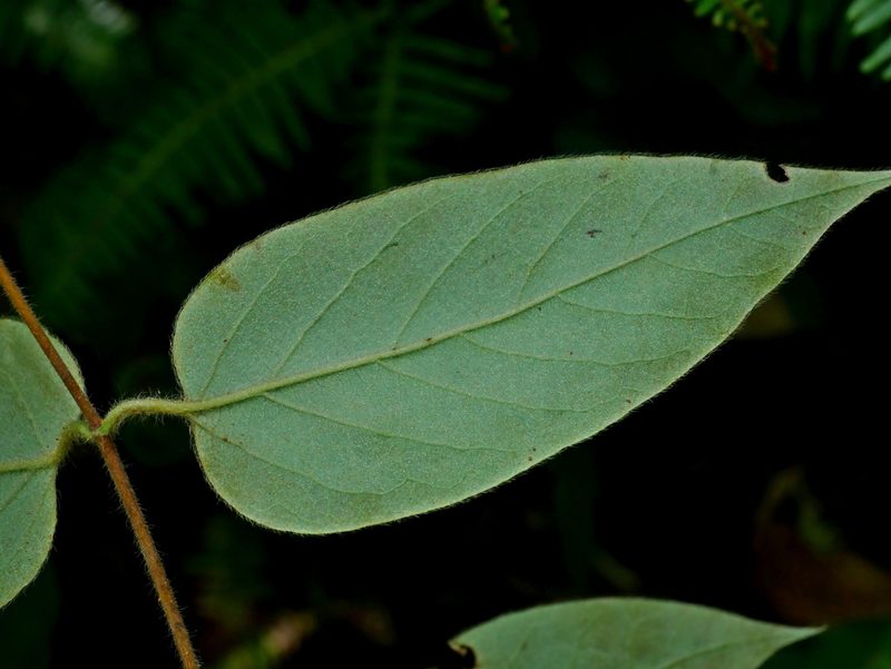 Lonicera hypoglauca, photographed by Jacy Chen