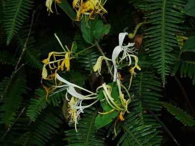 Lonicera hypoglauca, photographed by Jacy Chen