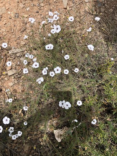 Linum suffruticosum, photographed by Naturalista
