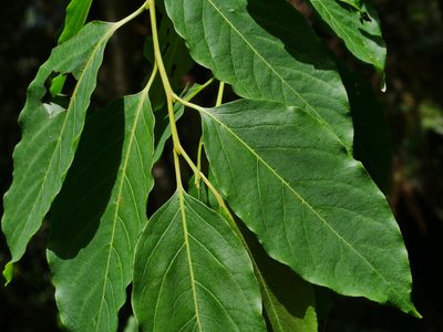 Diospyros japonica, photographed by Jacy Chen