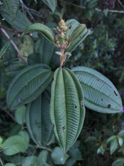 Miconia granulosa, photographed by Nicolás Baresch Uribe