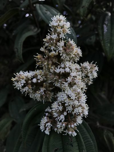 Miconia granulosa, photographed by Nicolás Baresch Uribe