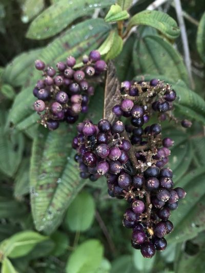 Miconia granulosa, photographed by Nicolás Baresch Uribe