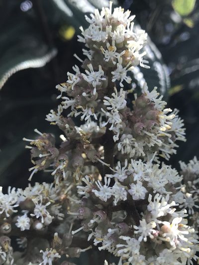 Miconia granulosa, photographed by Nicolás Baresch Uribe