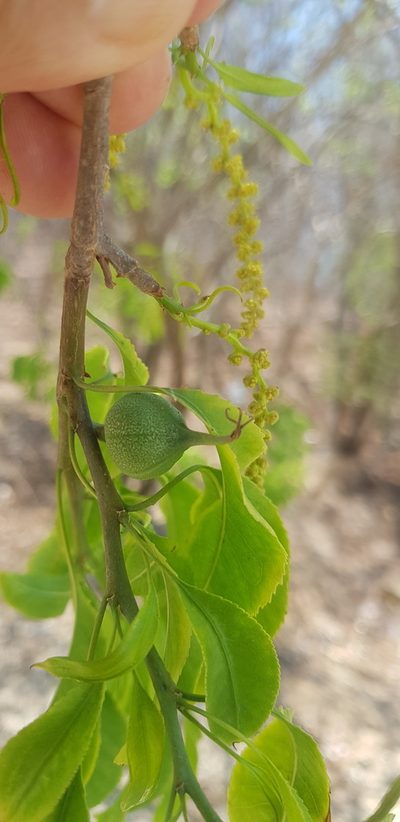 Pleradenophora lottiae, photographed by Eugenio Padilla