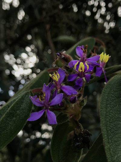 Chaetogastra mollis, photographed by Nicolás Baresch Uribe
