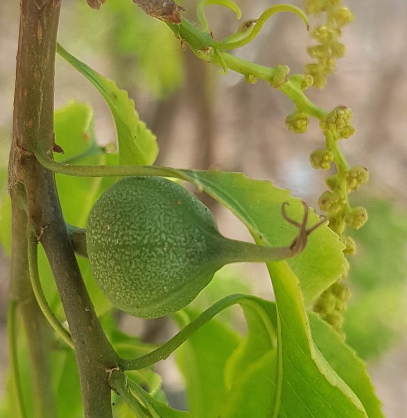 Pleradenophora lottiae, photographed by Eugenio Padilla