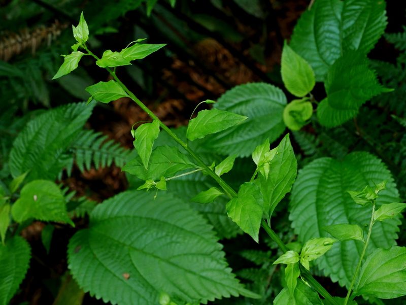 Lysimachia capillipes, photographed by Jacy Chen