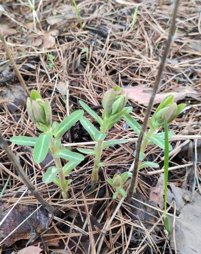 Euphorbia jenisseiensis, photographed by Юлия
