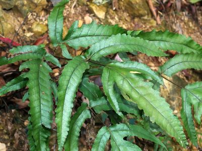 Tectaria simonsii, photographed by Jacy Chen