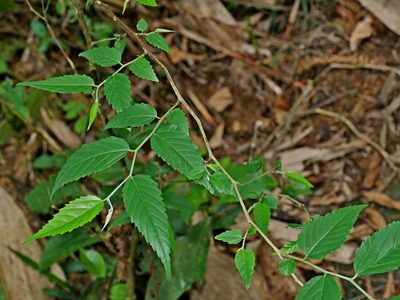 Aphananthe aspera, photographed by Jacy Chen