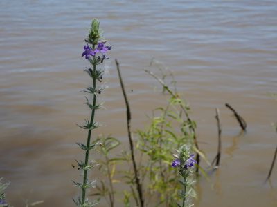 Stemodia lanceolata, photographed by Federico Muñoz