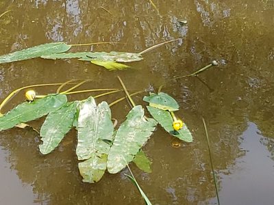 Nuphar sagittifolia, photographed by Tyler Bishop
