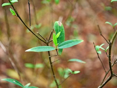 Wikstroemia lanceolata, photographed by Jacy Chen