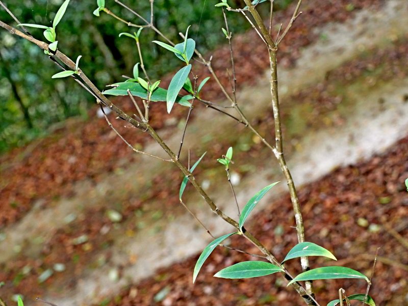 Wikstroemia lanceolata, photographed by Jacy Chen
